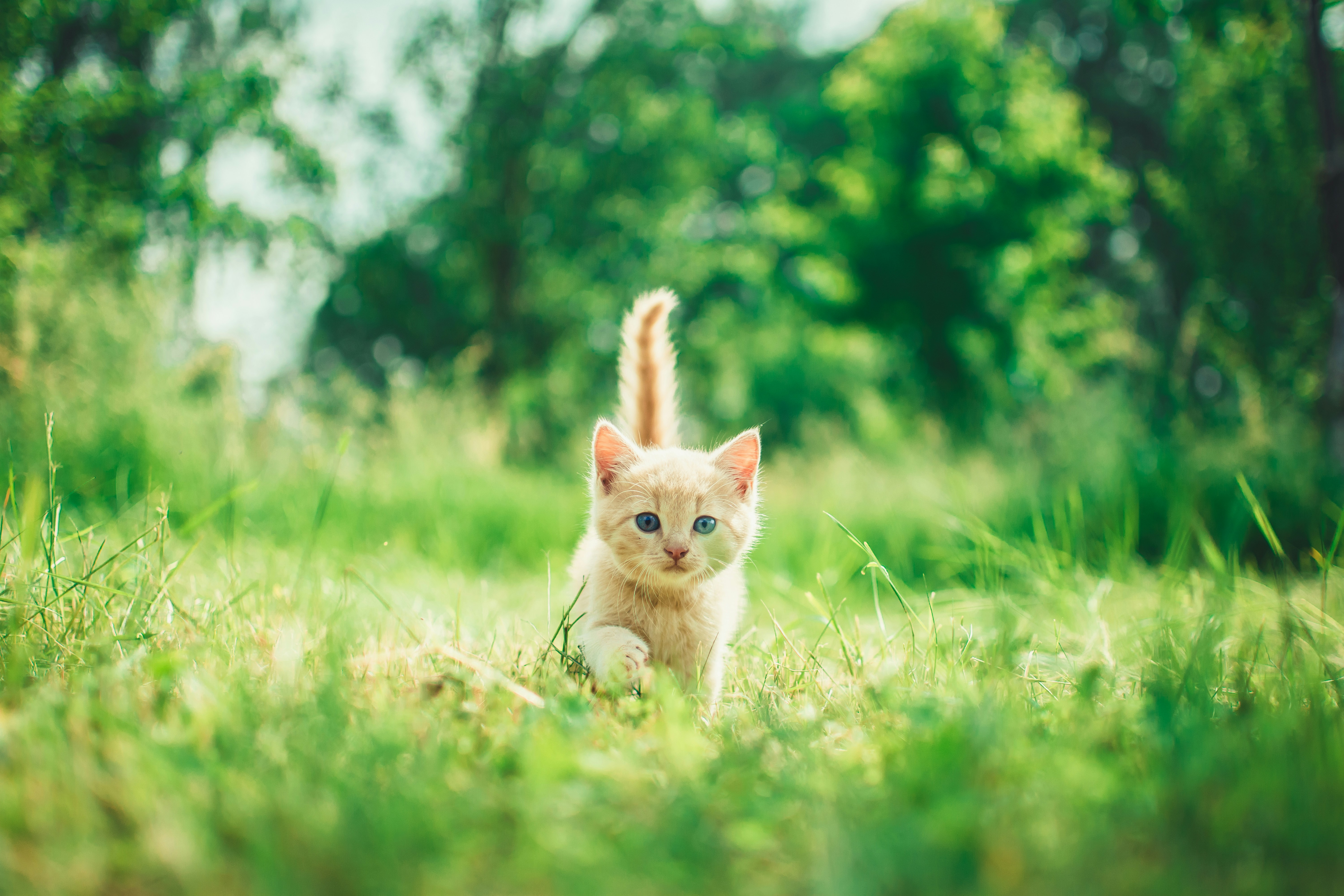 Little Cat Walking On Grass