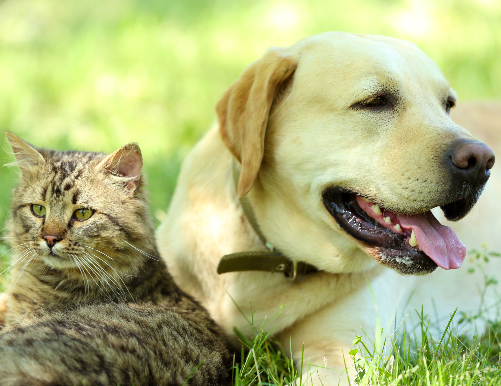 Cat And Dog Laying On Grass